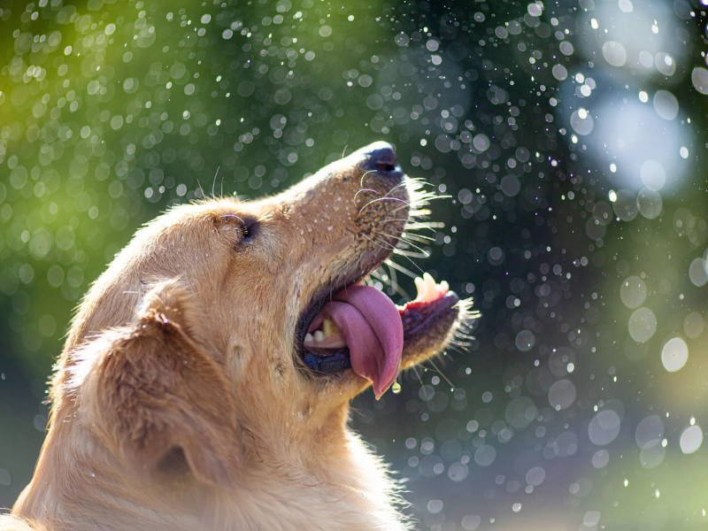 Manuka Honey for Dogs: Everything You Need To Know