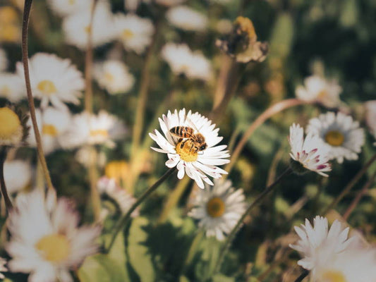 5 Useful Bee Products (That Aren't Honey)