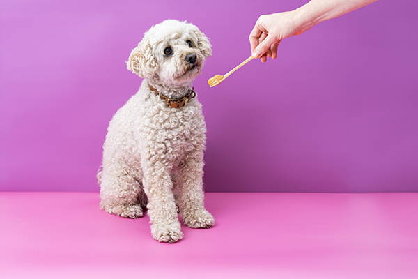 Manuka Honey for Dogs: Everything You Need To Know — featured image for the New Zealand Honey Co. Manuka honey blog