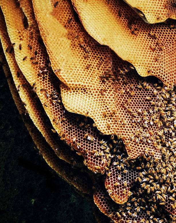 Manuka Honey Hive