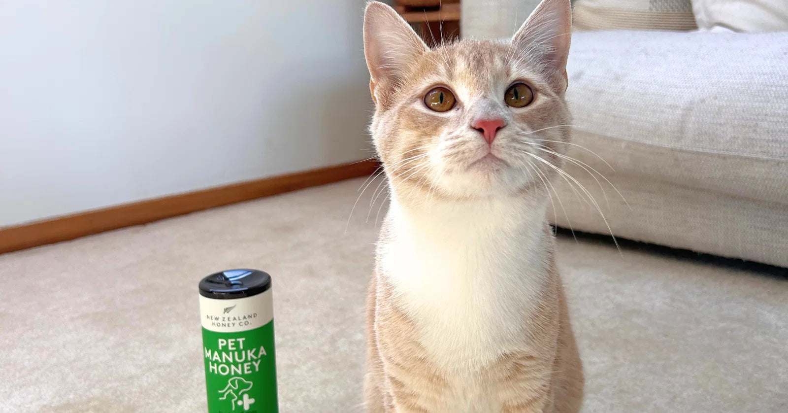 Light orange and white cat with golden eyes sitting on floor next to a bottle of Pet Manuka Honey.