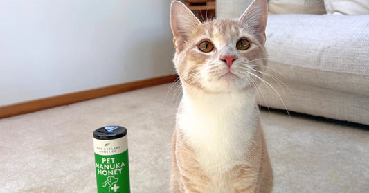 Light orange and white cat with golden eyes sitting on floor next to a bottle of Pet Manuka Honey.