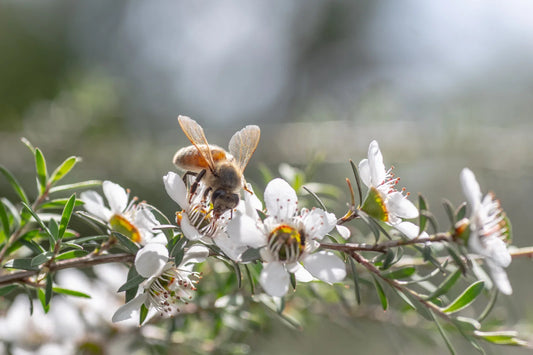 Honeybee gathering nectar from white blossoms on a sunlit flowering branch.