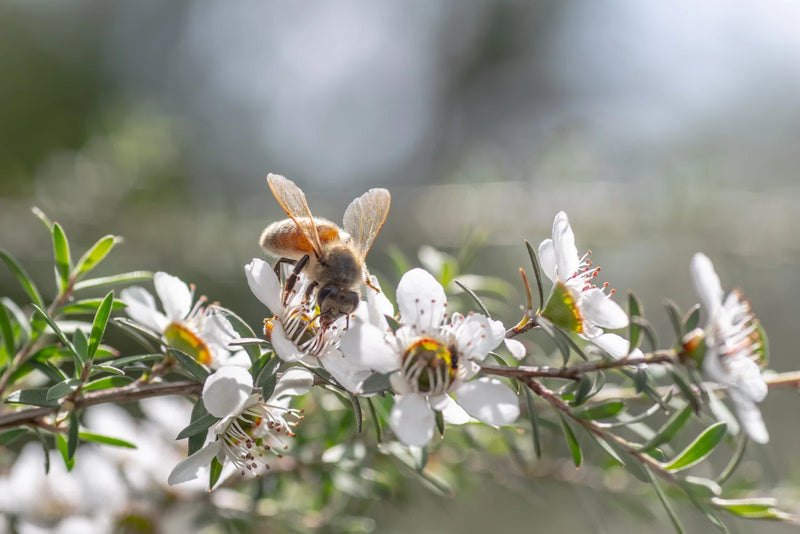 Honeybee gathering nectar from white blossoms on a sunlit flowering branch.