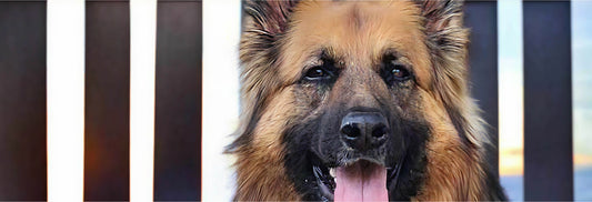 Healing a Dog’s Open Wounds Naturally with Manuka Honey: Barbie’s Journey