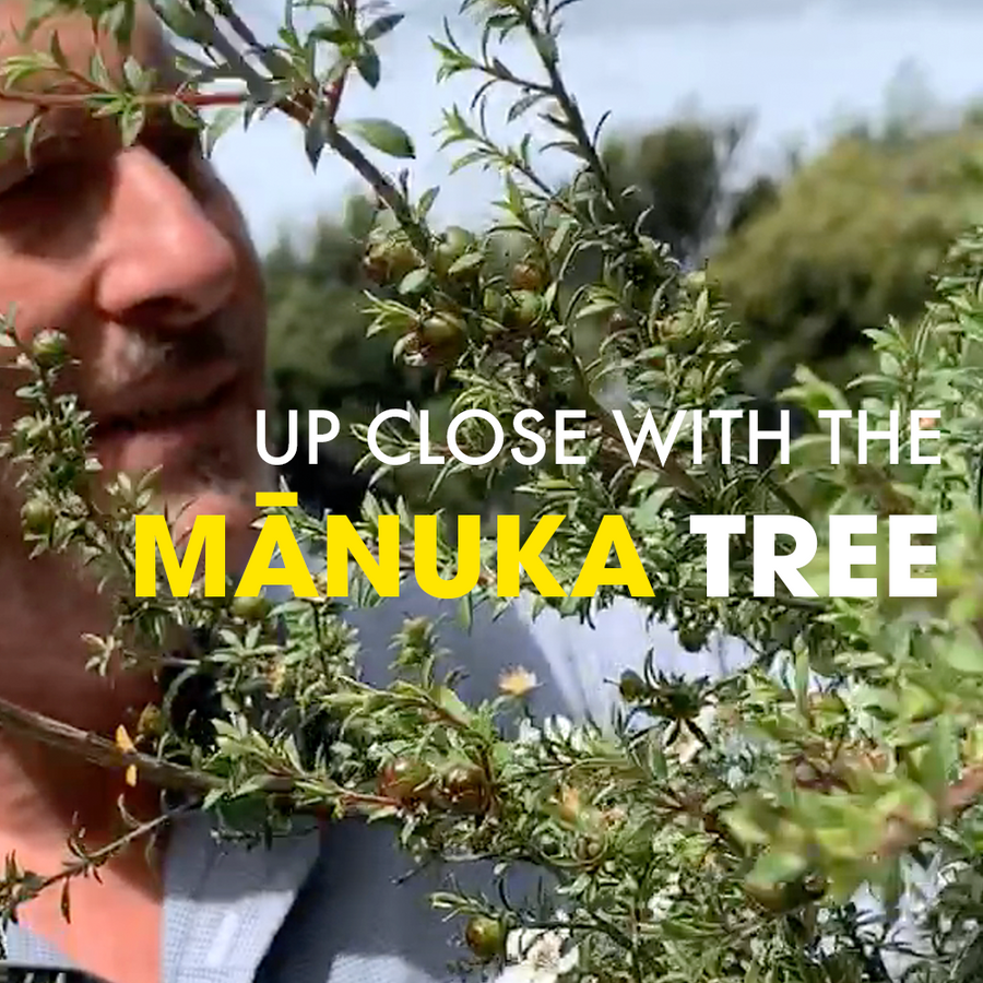 Up close with the Manuka Bush with Flowers Video