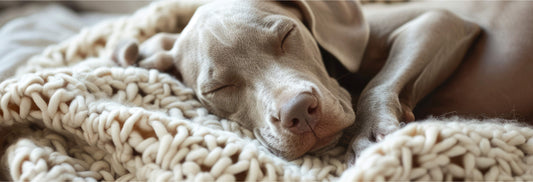 How Manuka Honey Helped My Dog’s Interdigital Cysts – Barbara’s Story