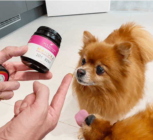 Manuka Honey Relieved My Pomeranian's Cough - Jenny's Story — featured image for the New Zealand Honey Co. Manuka honey blog