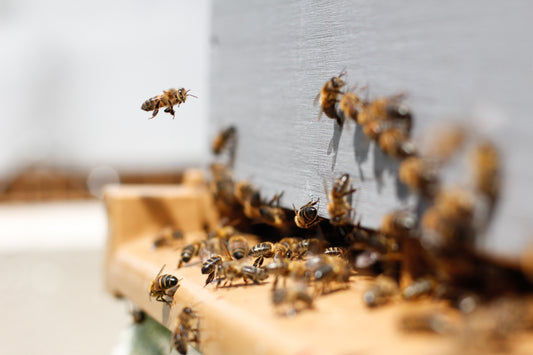 World Bee Day 2021