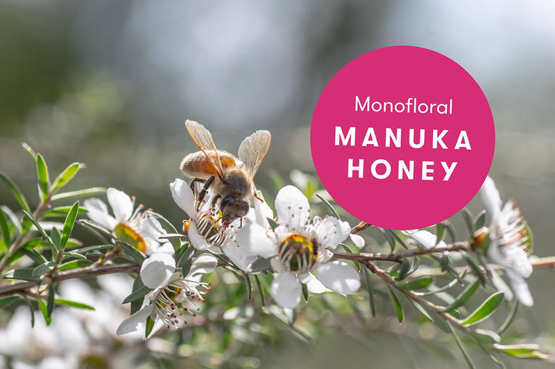 What is Monofloral Manuka Honey and Why Does it Matter? — featured image for the New Zealand Honey Co. Manuka honey blog