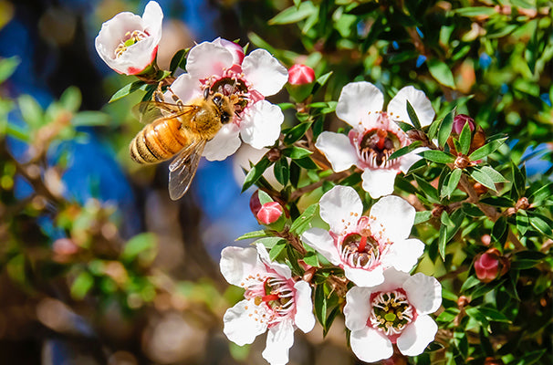 Myths and Facts About Honey — featured image for the New Zealand Honey Co. Manuka honey blog