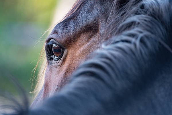 Manuka Honey for Horses: A Staple for Every Stable