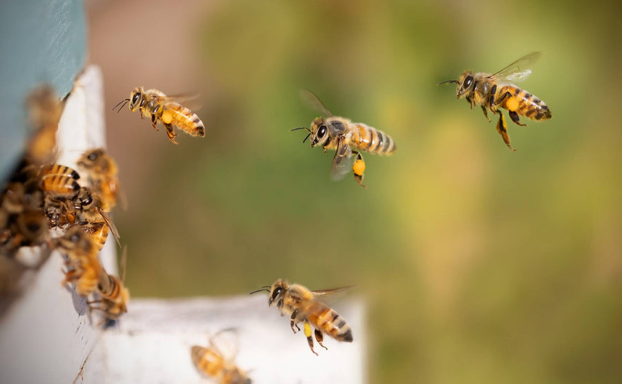 Why Do Bees Make Honey? Nature’s Secrets, Unveiled…