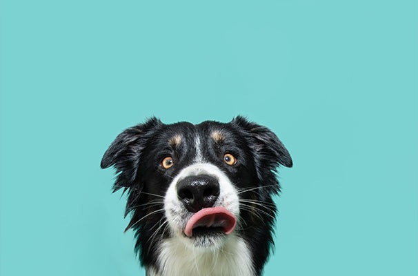 A black and white dog with a playful expression against a turquoise background.