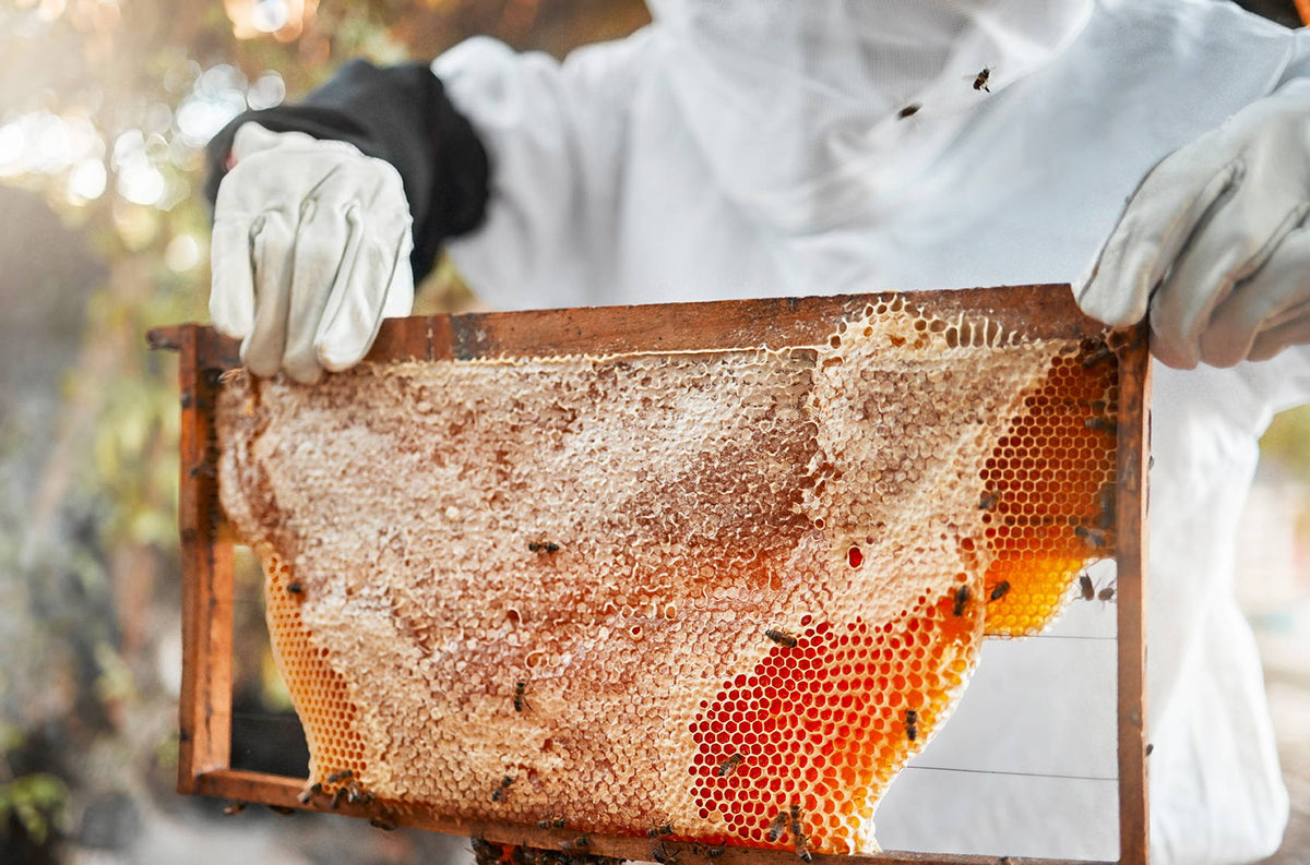 The History Of NZ Manuka Honey: What Makes Manuka Honey Special? — featured image for the New Zealand Honey Co. Manuka honey blog