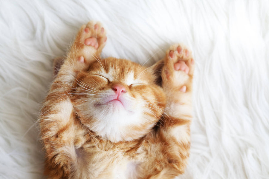 Can cats have honey? The myths, debunked.