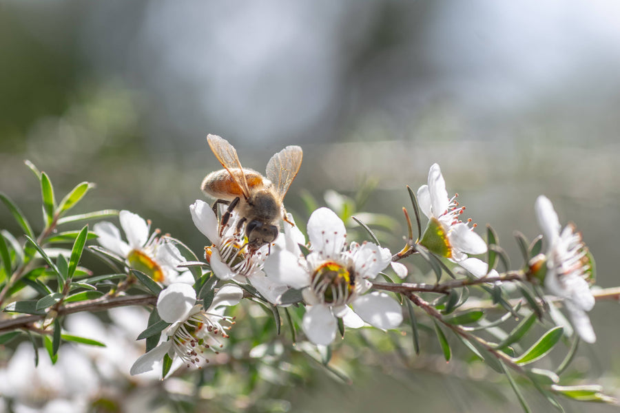 Is Manuka Honey a Con? Sorting Facts from Fiction