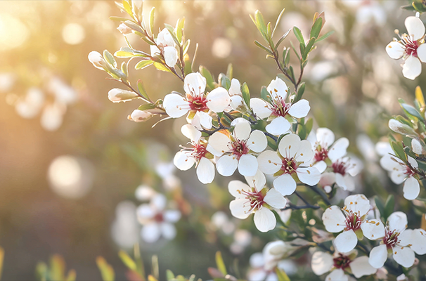 What is the Mānuka Tree? The Origin of Your Favourite Honey – New ...