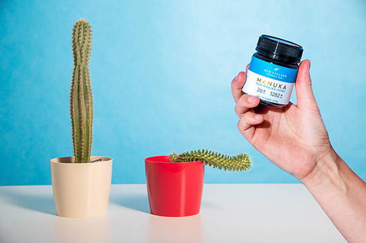 Is Manuka Honey the Best Natural Libido Booster for Men? — featured image for the New Zealand Honey Co. Manuka honey blog