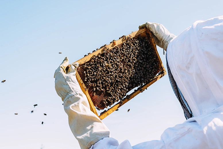 Manuka Honey Beekeeper in New Zealand