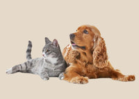 New Zealand Honey Co. Pet Manuka Honey MGO 550+ for dogs and cats — natural prebiotic and antioxidant benefits
