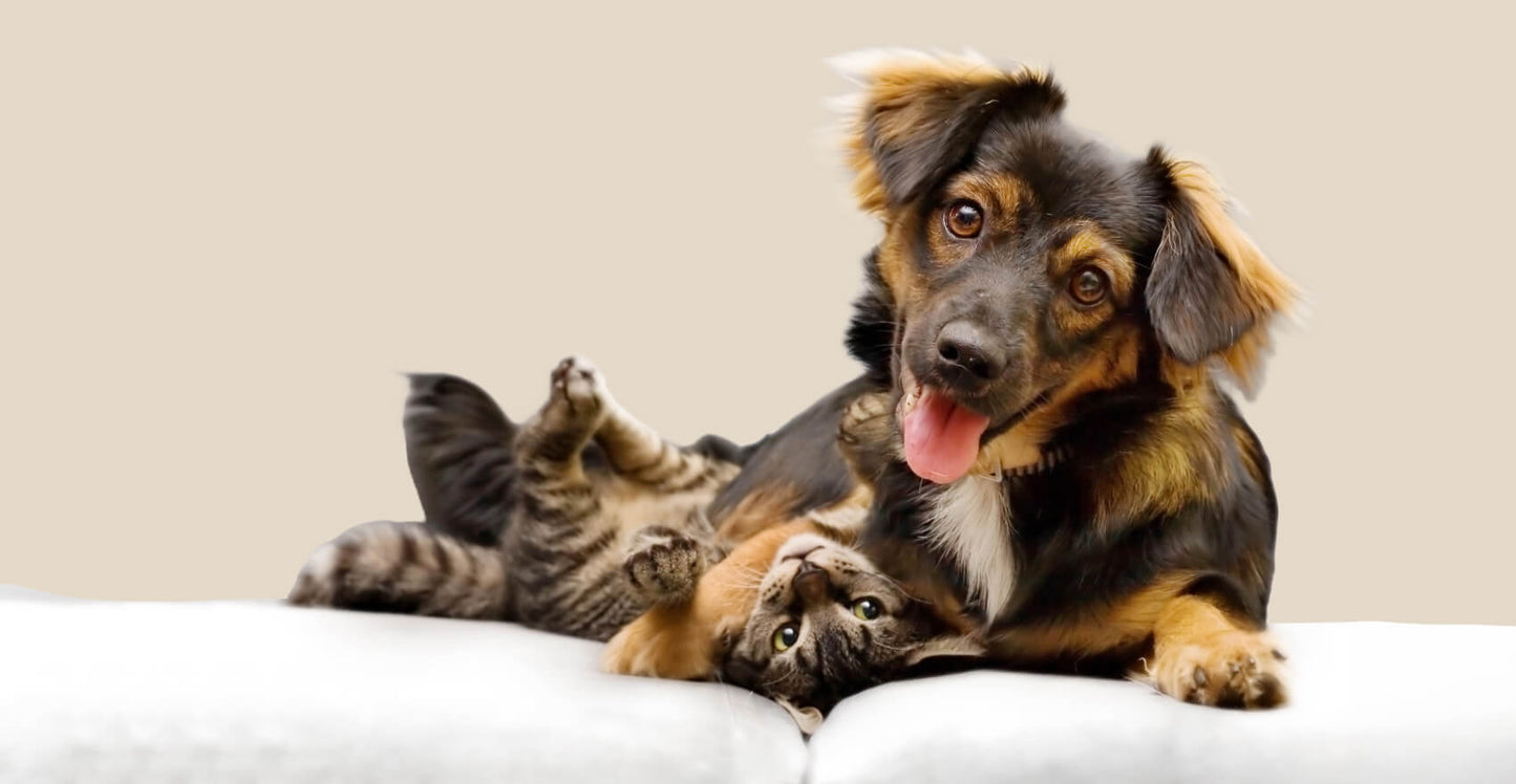 Pet Manuka Honey MGO550+ 500g Squeezy + Pet Spoon