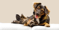 A dog and a cat playing together on a white couch — pets the New Zealand Honey Co. Pet Manuka Honey is made for